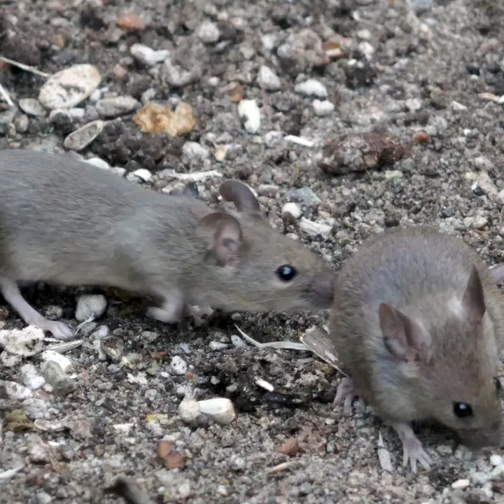 Topi a scuola, tutti a casa: infestazione nella Murmura di Vibo, saltano le lezioni e parte la derattizzazione\n