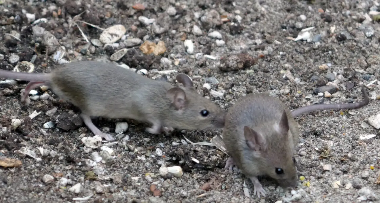 Topi a scuola, tutti a casa: infestazione nella Murmura di Vibo, saltano le lezioni e parte la derattizzazione\n