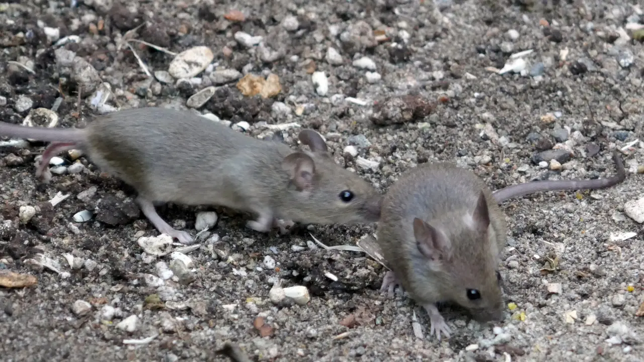 Topi a scuola, tutti a casa: infestazione nella Murmura di Vibo, saltano le lezioni e parte la derattizzazione\n