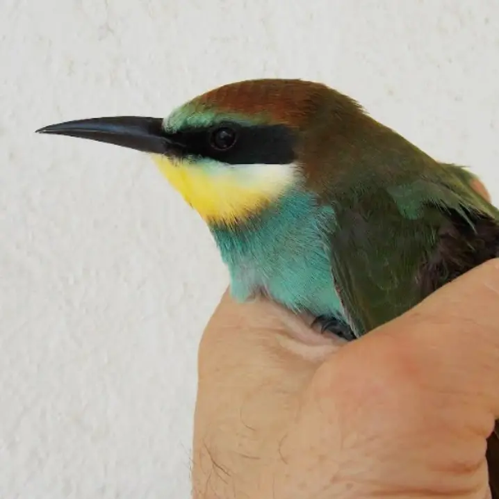 Estate da record per il Wwf di Vibo: salvati 116 animali selvatici. L’appello: «Si realizzi un\u00A0Centro recupero in provincia»\n