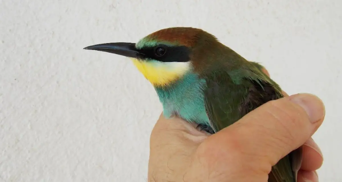 Estate da record per il Wwf di Vibo: salvati 116 animali selvatici. L’appello: «Si realizzi un\u00A0Centro recupero in provincia»\n