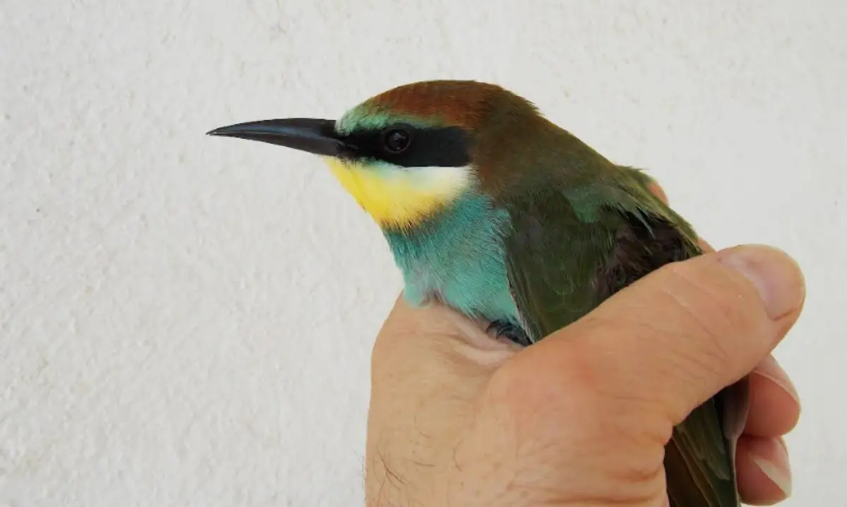 Estate da record per il Wwf di Vibo: salvati 116 animali selvatici. L’appello: «Si realizzi un\u00A0Centro recupero in provincia»\n