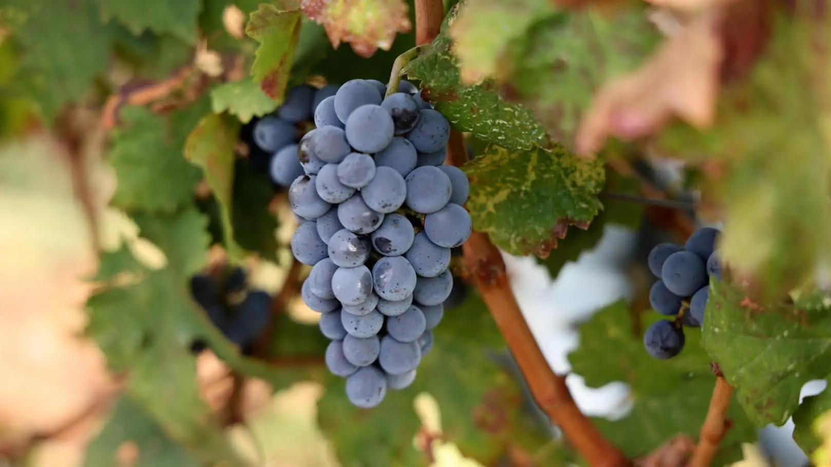 Brattirò, il rito della vendemmia a LaC Storie