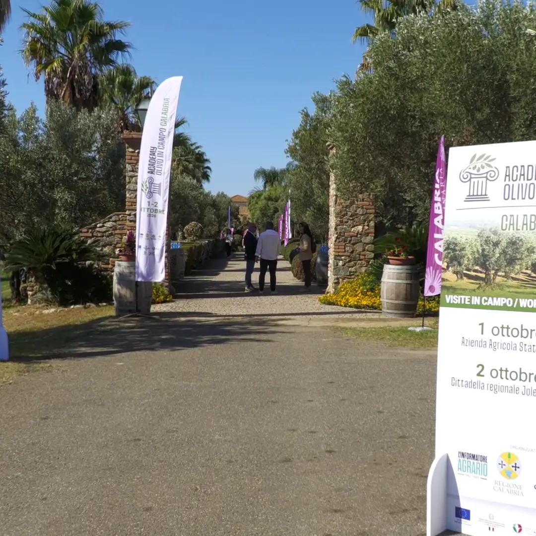 Olivicoltura, innovazione e tecnologia: a Lamezia\u00A0la prima\u00A0edizione\u00A0di “Academy Olivo in Campo – Calabria”\n