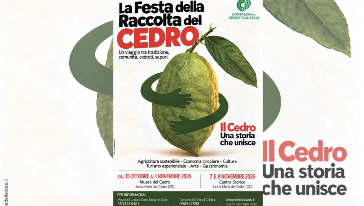 Santa Maria del Cedro, torna la Festa della raccolta: tradizioni, degustazioni e visite guidate nelle cedriere\n