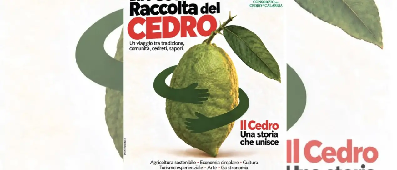 Santa Maria del Cedro, torna la Festa della raccolta: tradizioni, degustazioni e visite guidate nelle cedriere\n