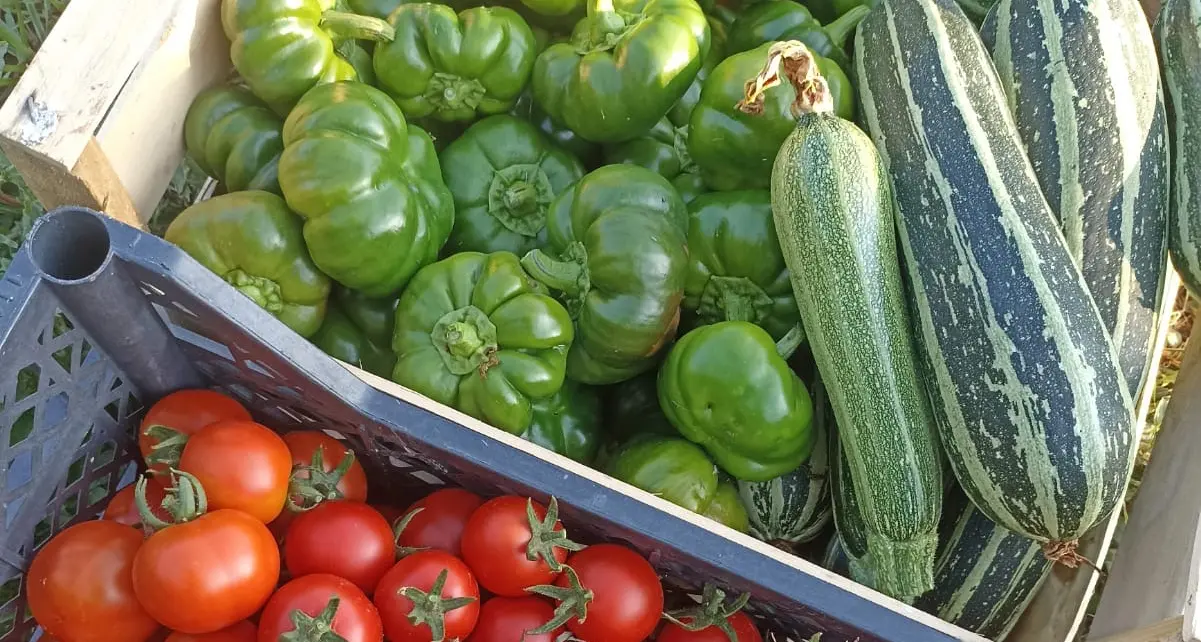 <p>Mondo agricolo calabrese in rivolta: «Siamo al punto di non ritorno, impossibile andare avanti così»</p>