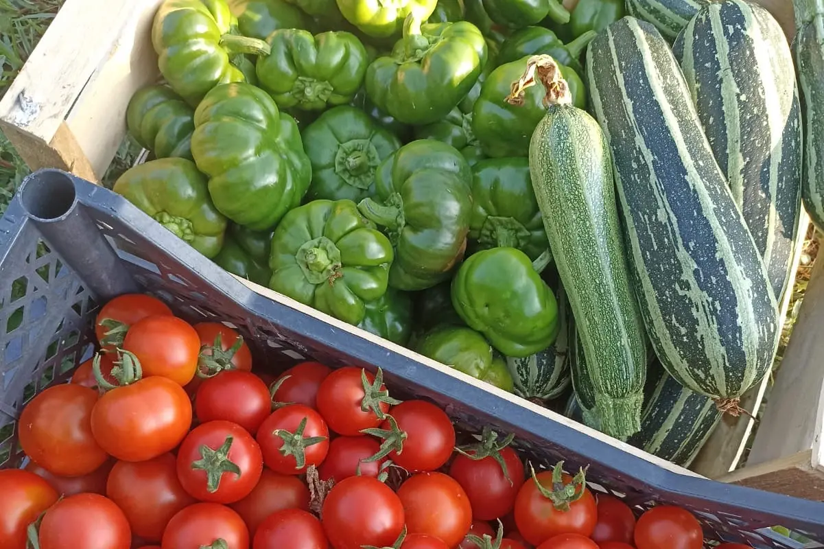 Caro carburanti, mondo agricolo calabrese in rivolta: «Siamo al punto di non ritorno, impossibile andare avanti così»\n