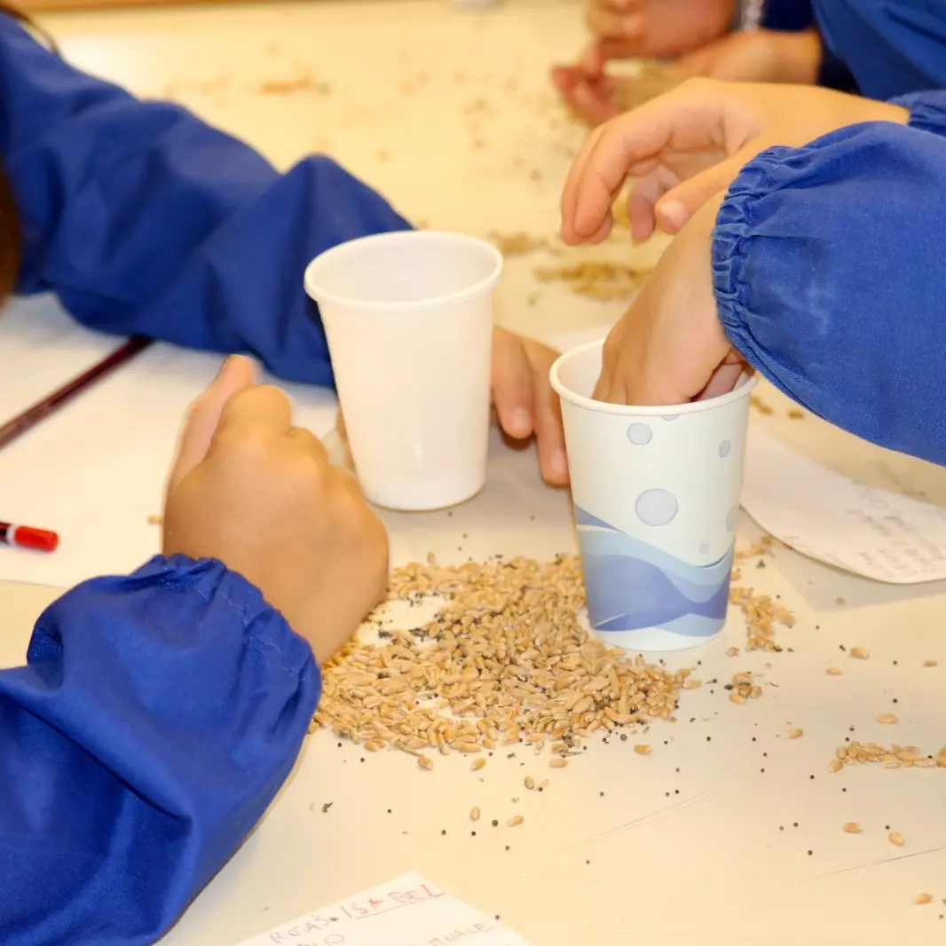 A Pedace la cuccìa entra a scuola: i bambini imparano il rito del grano\n