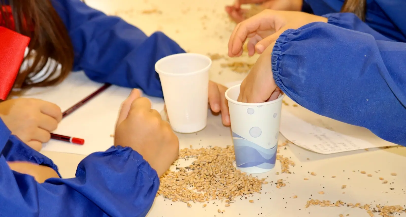A Pedace la cuccìa entra a scuola: i bambini imparano il rito del grano\n