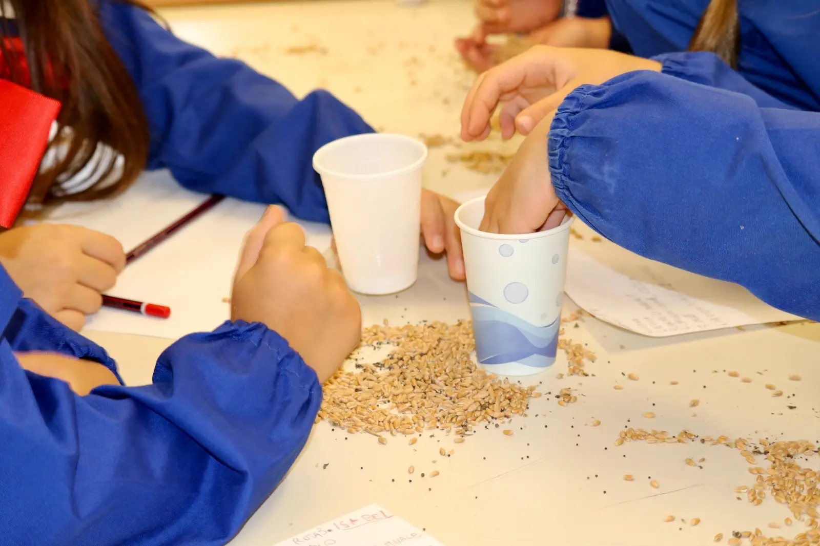 A Pedace la cuccìa entra a scuola: i bambini imparano il rito del grano\n