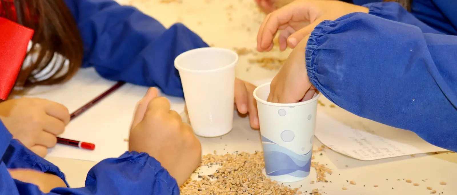 A Pedace la cuccìa entra a scuola: i bambini imparano il rito del grano\n
