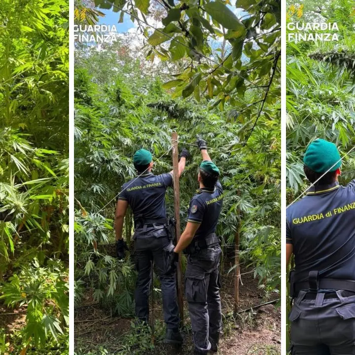<p>Calabria come la Giamaica e la ’ndrangheta ci guadagna: sequestrate 19 piantagioni di marijuana da 8 milioni di euro</p>