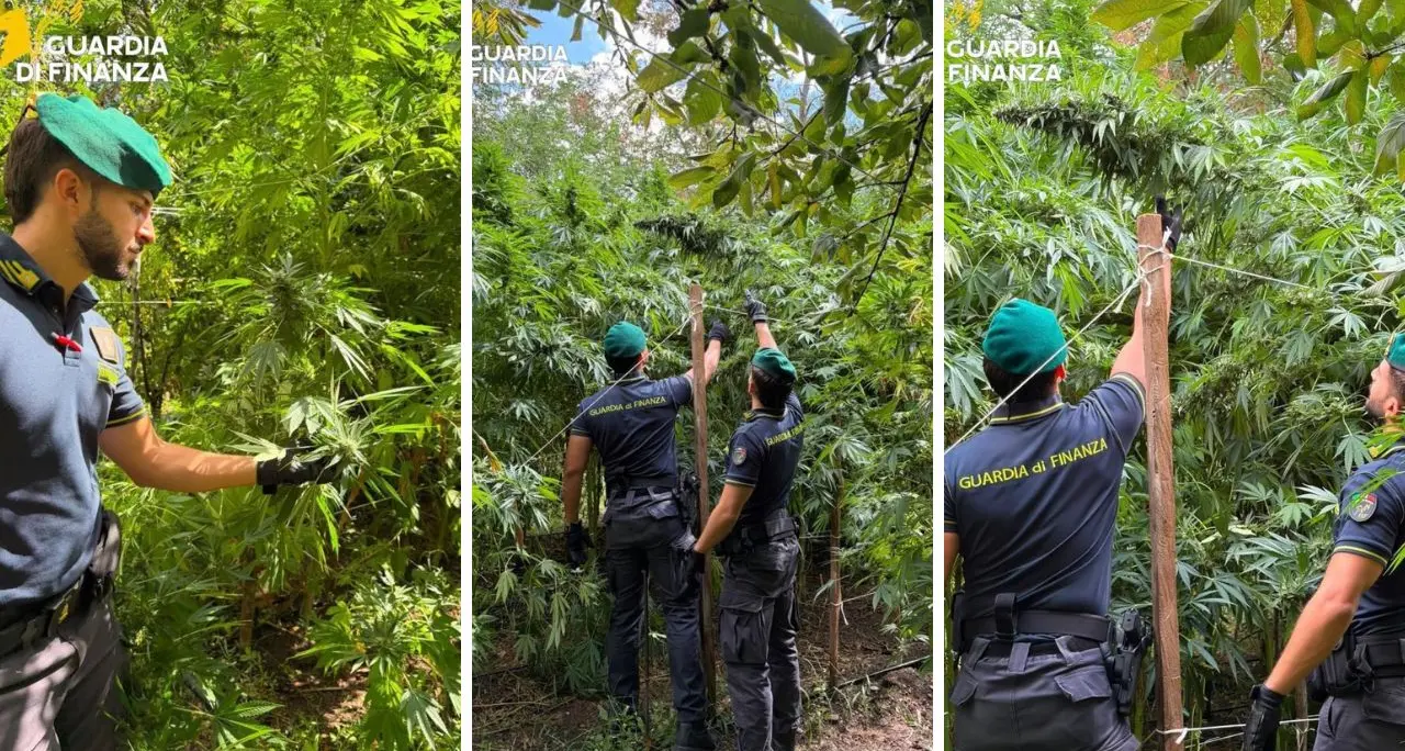 Calabria come la Giamaica e la ’ndrangheta ci guadagna: sequestrate 19 piantagioni di marijuana da 8 milioni di euro\n