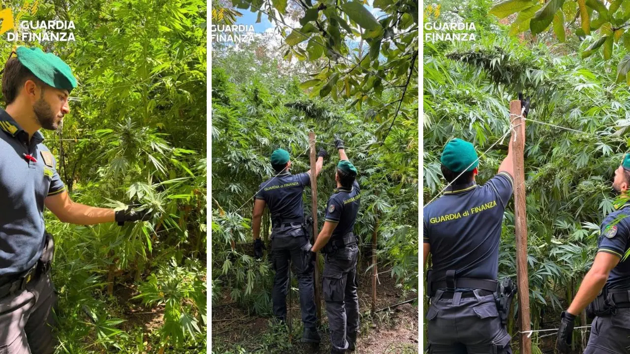Calabria come la Giamaica e la ’ndrangheta ci guadagna: sequestrate 19 piantagioni di marijuana da 8 milioni di euro\n
