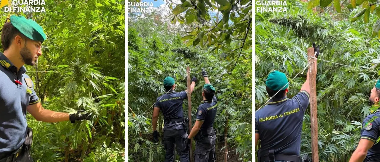 Calabria come la Giamaica e la ’ndrangheta ci guadagna: sequestrate 19 piantagioni di marijuana da 8 milioni di euro\n