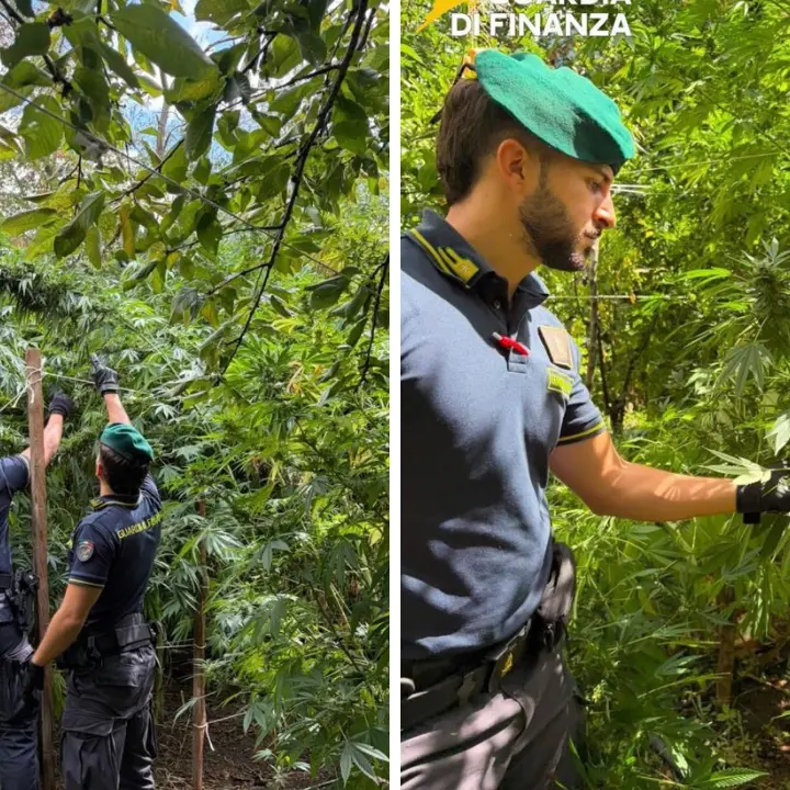 Marijuana, in due mesi scoperte 19 piantagioni: distrutte 5.550 piante per un valore di oltre 8 milioni\n