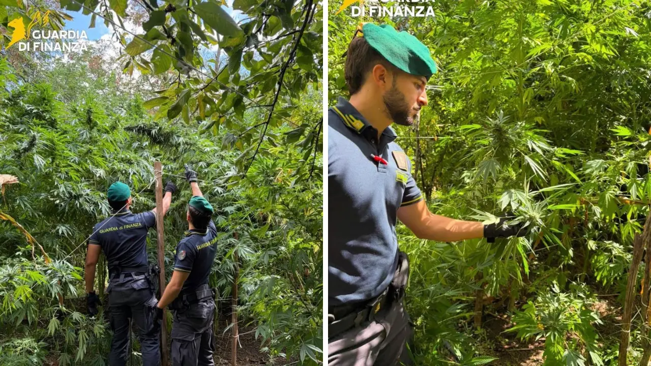 Marijuana, in due mesi scoperte 19 piantagioni: distrutte 5.550 piante per un valore di oltre 8 milioni\n