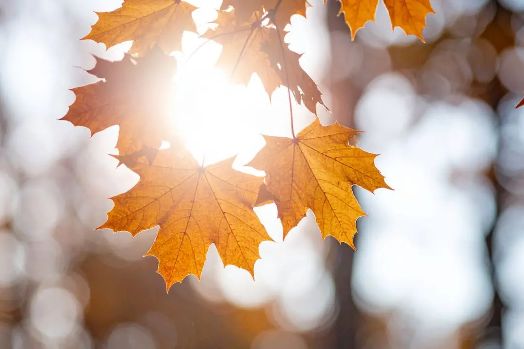 Meteo, l’ottobrata conquista l’Italia (e la Calabria): sole e temperature miti, la svolta autunnale resta lontana\n