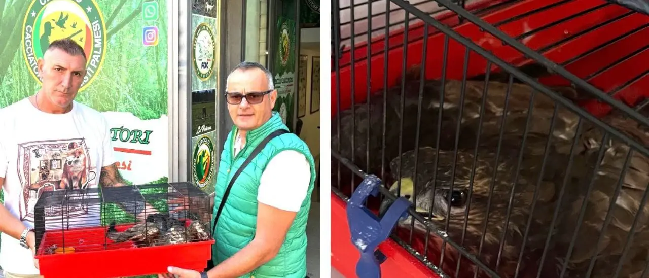 Palmi, cacciatori salvano una poiana trovata in gravi condizioni: «Non siamo assassini, no ai pregiudizi»\n\n\n
