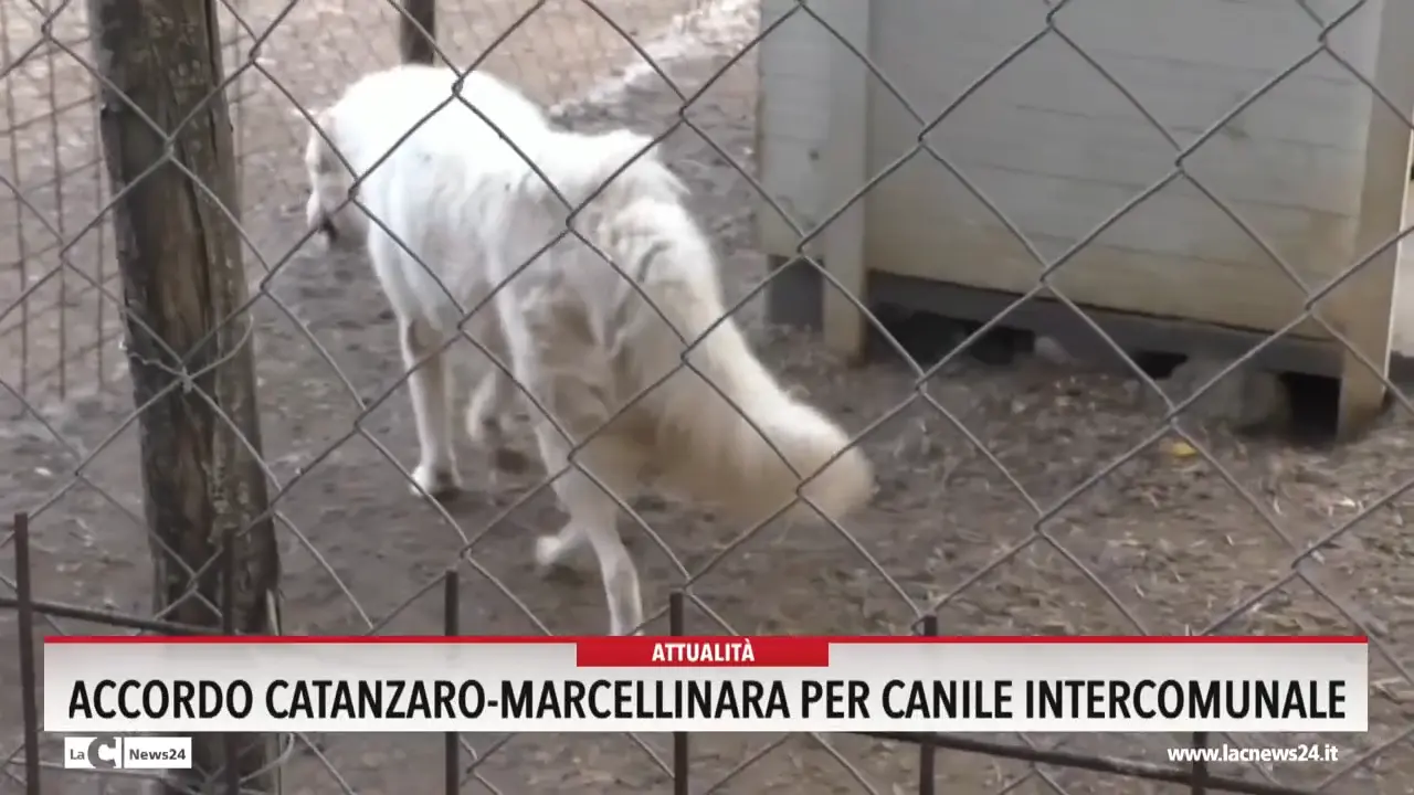 Accordo Catanzaro-Marcellinara per canile intercomunale