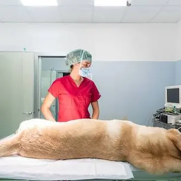 Mancini propone un ospedale veterinario comunale: «Curare gli animali non deve essere un lusso»\n