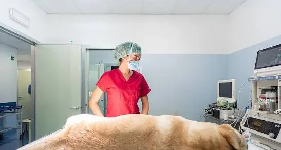 Mancini propone un ospedale veterinario comunale: «Curare gli animali non deve essere un lusso»\n