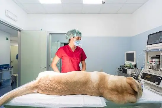 Mancini propone un ospedale veterinario comunale: «Curare gli animali non deve essere un lusso»\n