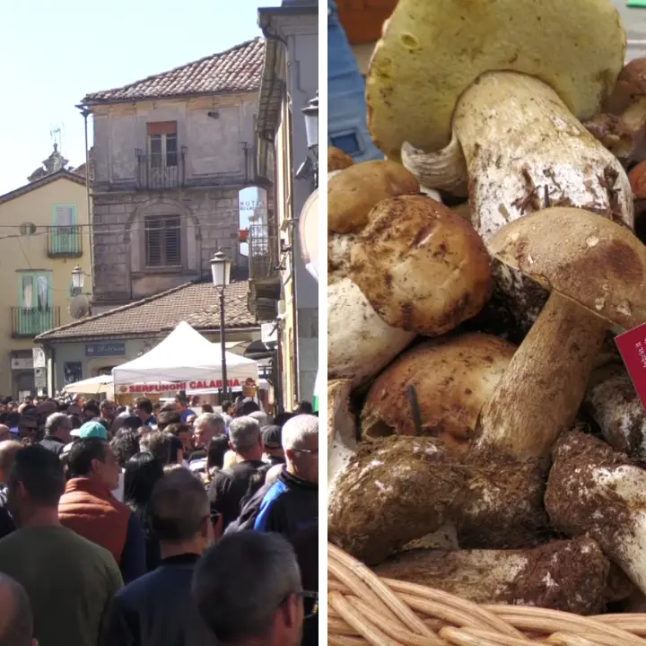 Serra, la Festa del Fungo non delude: migliaia di visitatori per la chiusura della XIII edizione\n