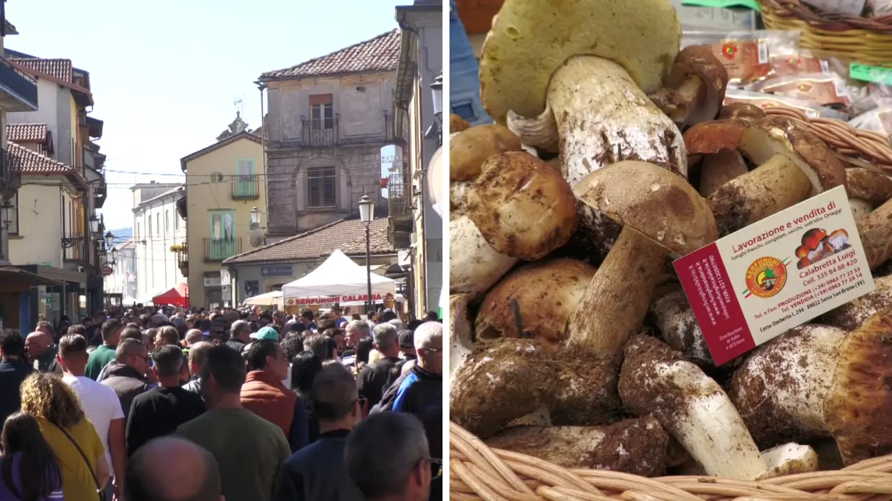 Serra, la Festa del Fungo non delude: migliaia di visitatori per la chiusura della XIII edizione\n