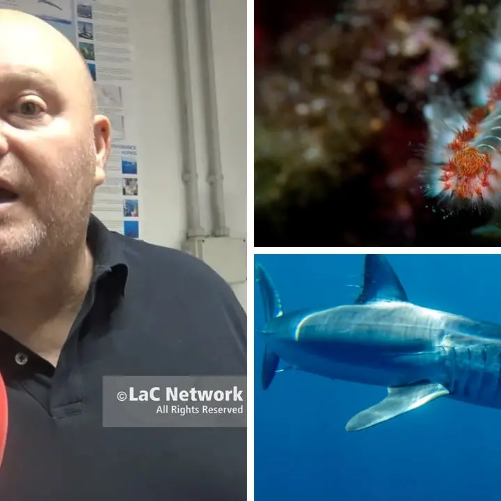 Dal vermocane allo squalo mako, così il cambiamento climatico sta trasformando il nostro mare: «Ecco perché riguarda tutti»\n