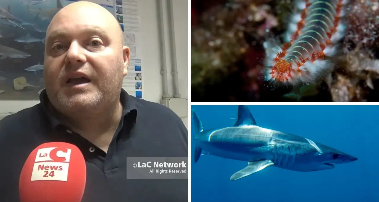 Dal vermocane allo squalo mako, così il cambiamento climatico sta trasformando il nostro mare: «Ecco perché riguarda tutti»\n