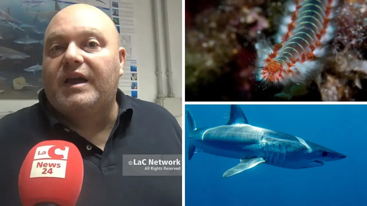 Dal vermocane allo squalo mako, così il cambiamento climatico sta trasformando il nostro mare: «Ecco perché riguarda tutti»\n