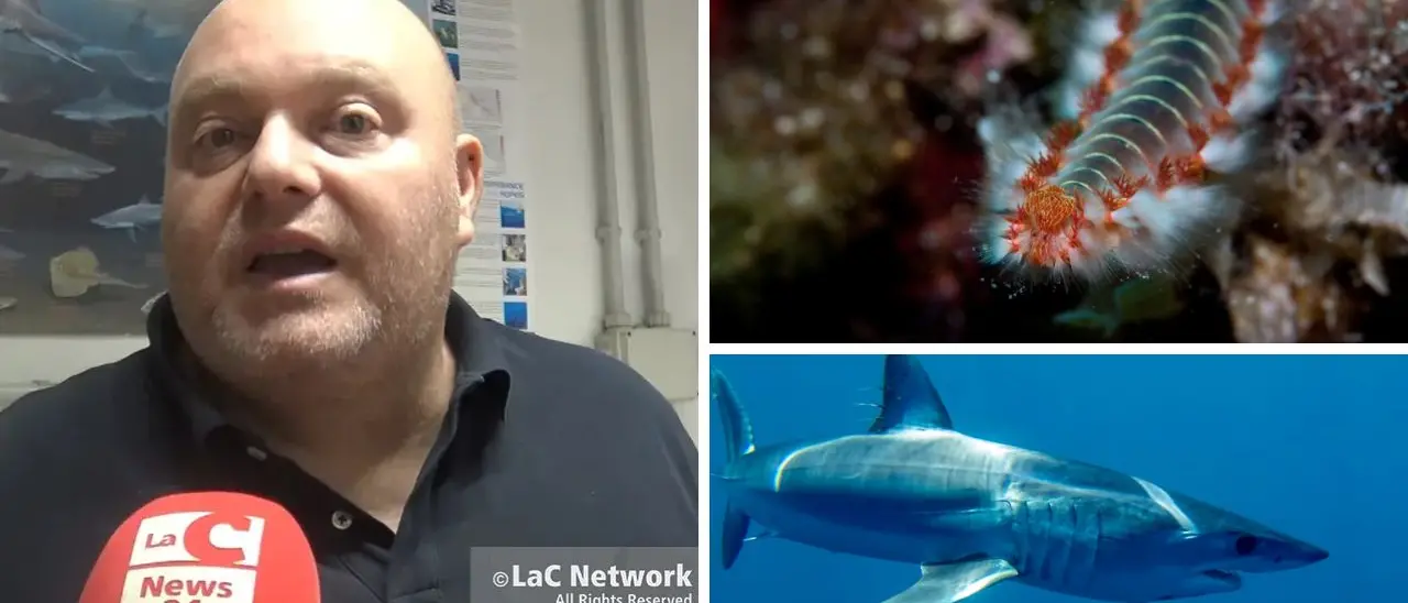 Dal vermocane allo squalo mako, così il cambiamento climatico sta trasformando il nostro mare: «Ecco perché riguarda tutti»\n