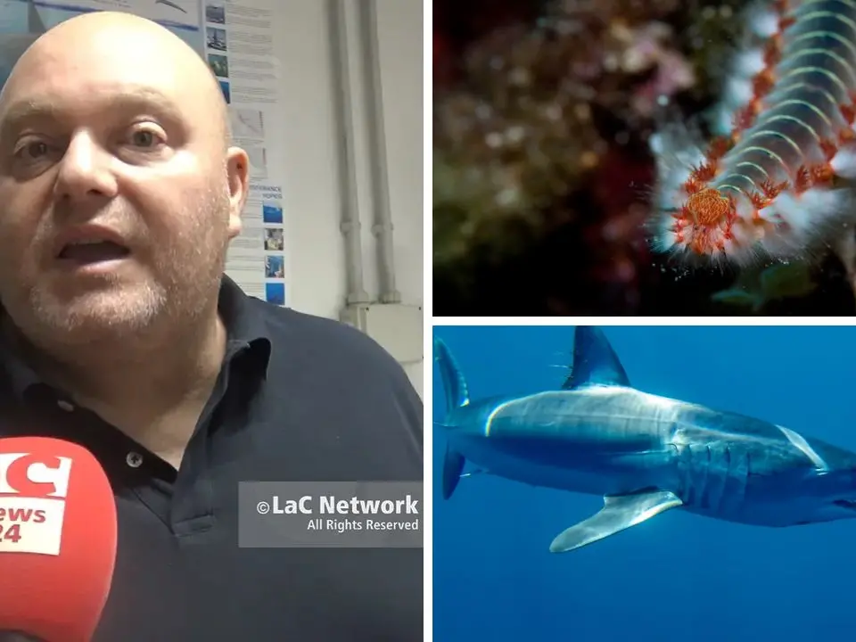 Dal vermocane allo squalo mako, così il cambiamento climatico sta trasformando il nostro mare: «Ecco perché riguarda tutti»