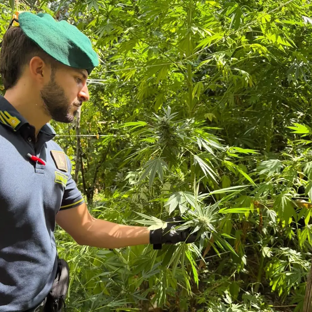 Scoperte dalla finanza dieci piantagioni di marijuana nel Reggino: oltre 4.500 piante e un giro stimato in quasi 7 milioni\n