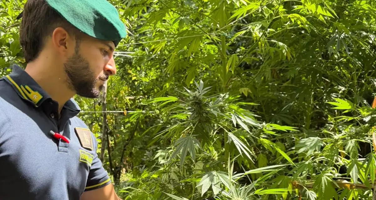 Dieci piantagioni di marijuana scoperte nel Reggino,\u00A0sequestrate oltre 4.500 piante: avrebbero fruttato 7 milioni di euro\n