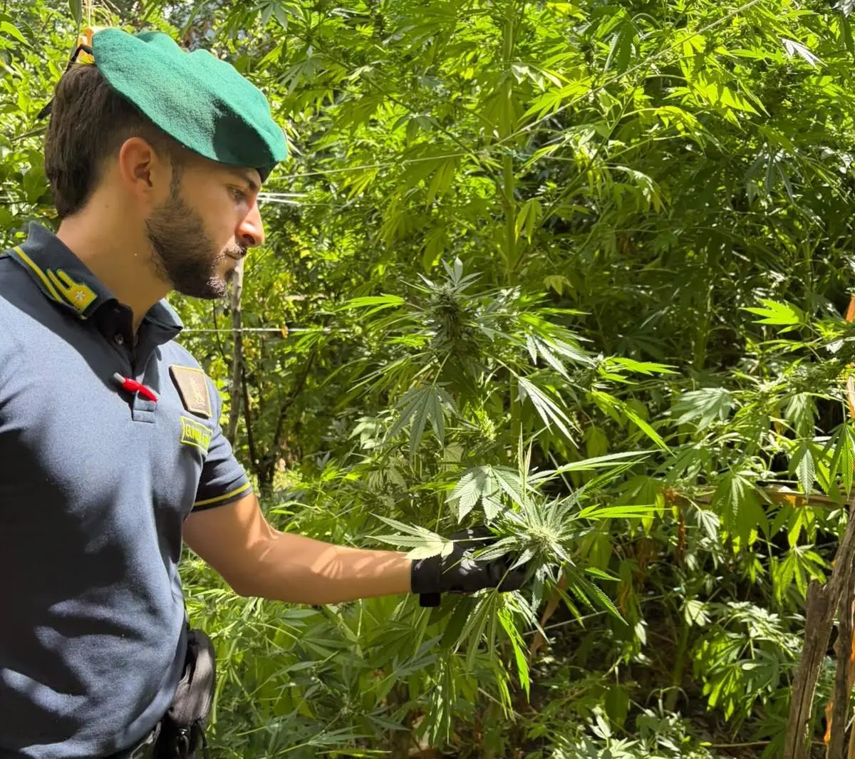 Dieci piantagioni di marijuana scoperte nel Reggino,\u00A0sequestrate oltre 4.500 piante: avrebbero fruttato 7 milioni di euro\n