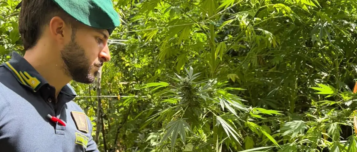 Dieci piantagioni di marijuana scoperte nel Reggino,\u00A0sequestrate oltre 4.500 piante: avrebbero fruttato 7 milioni di euro\n