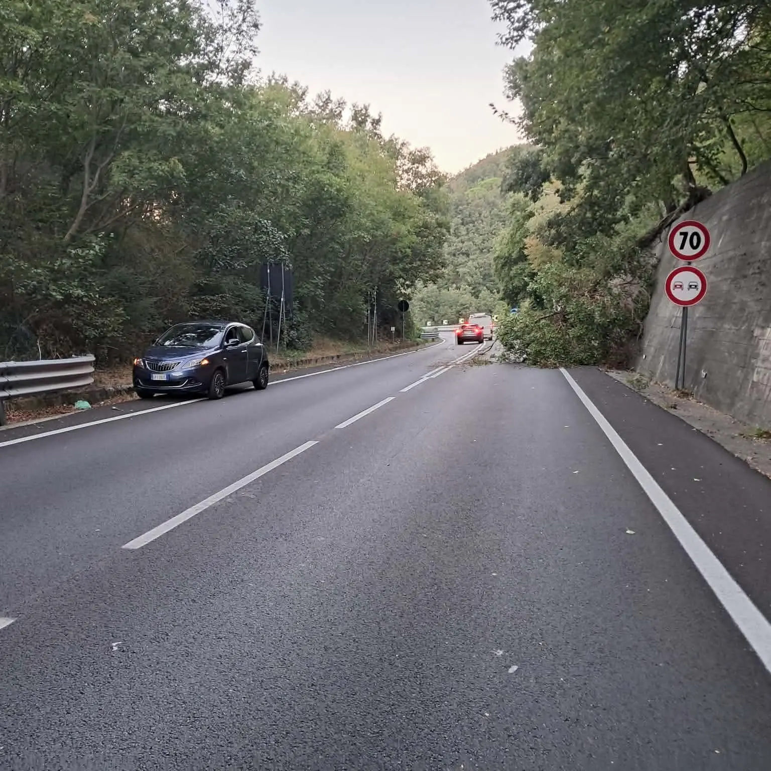 SS 107, alberi pericolanti e segnaletica carente: «Serve un intervento urgente»\n