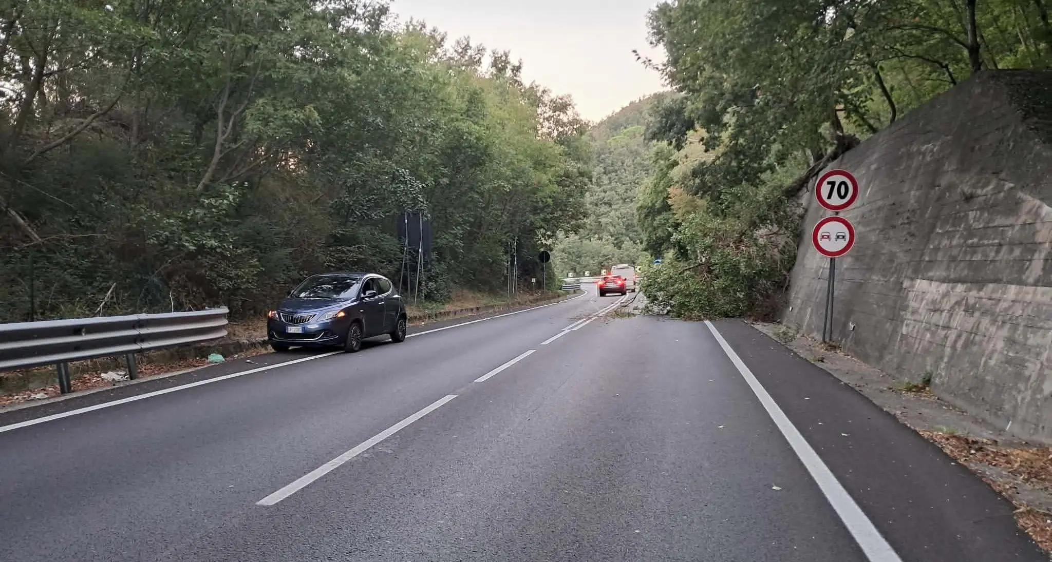 SS 107, alberi pericolanti e segnaletica carente: «Serve un intervento urgente»\n