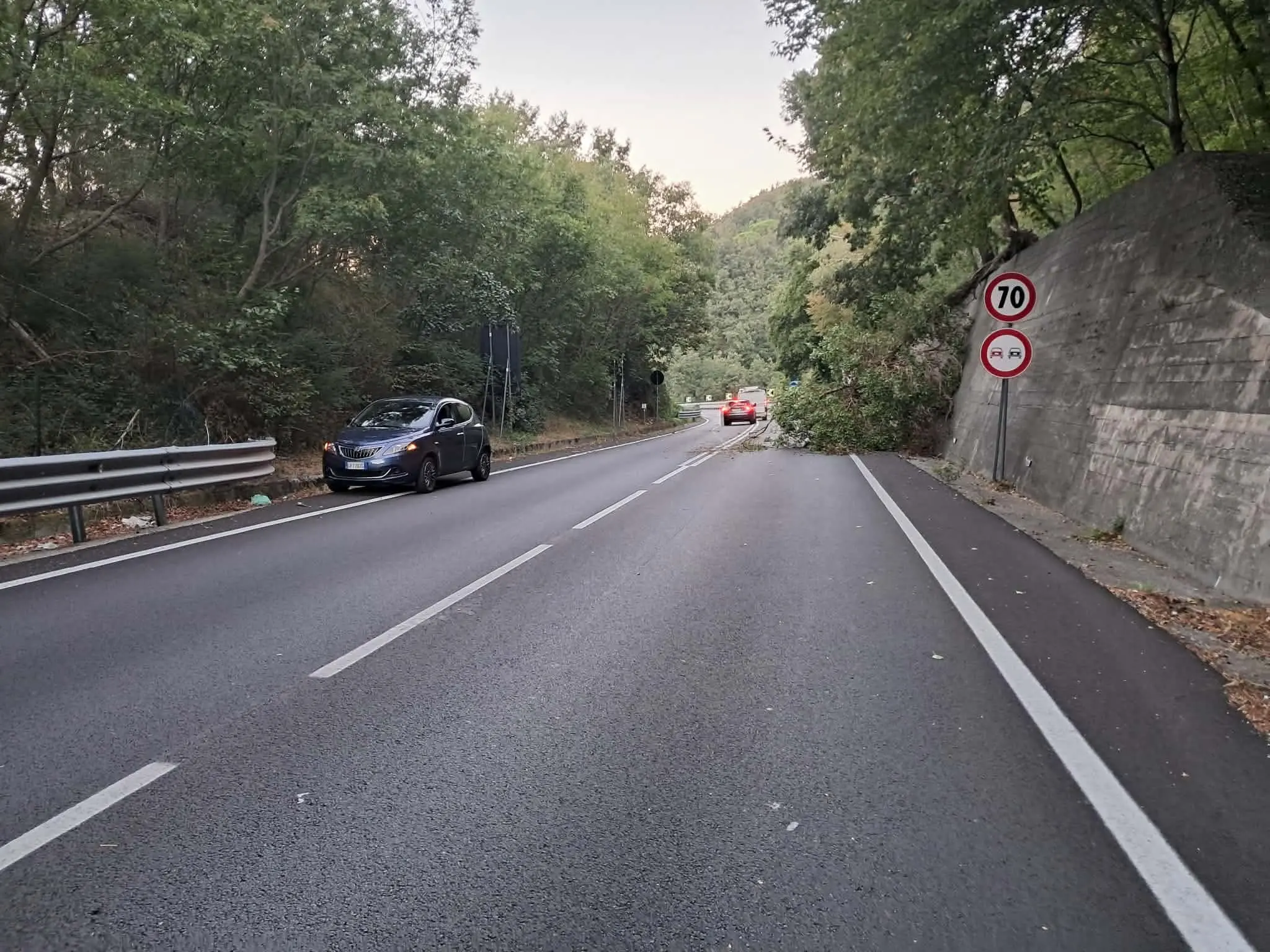 SS 107, alberi pericolanti e segnaletica carente: «Serve un intervento urgente»\n