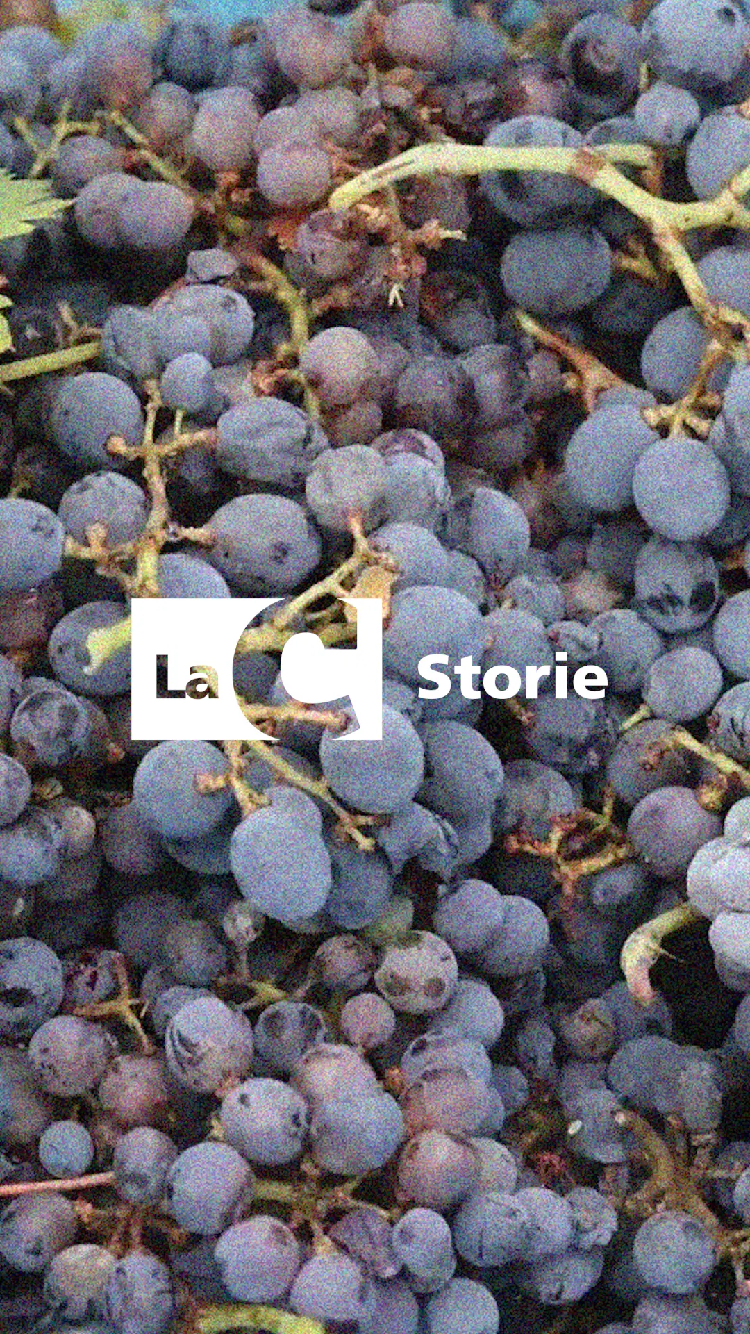 La magia della vendemmia a Brattirò