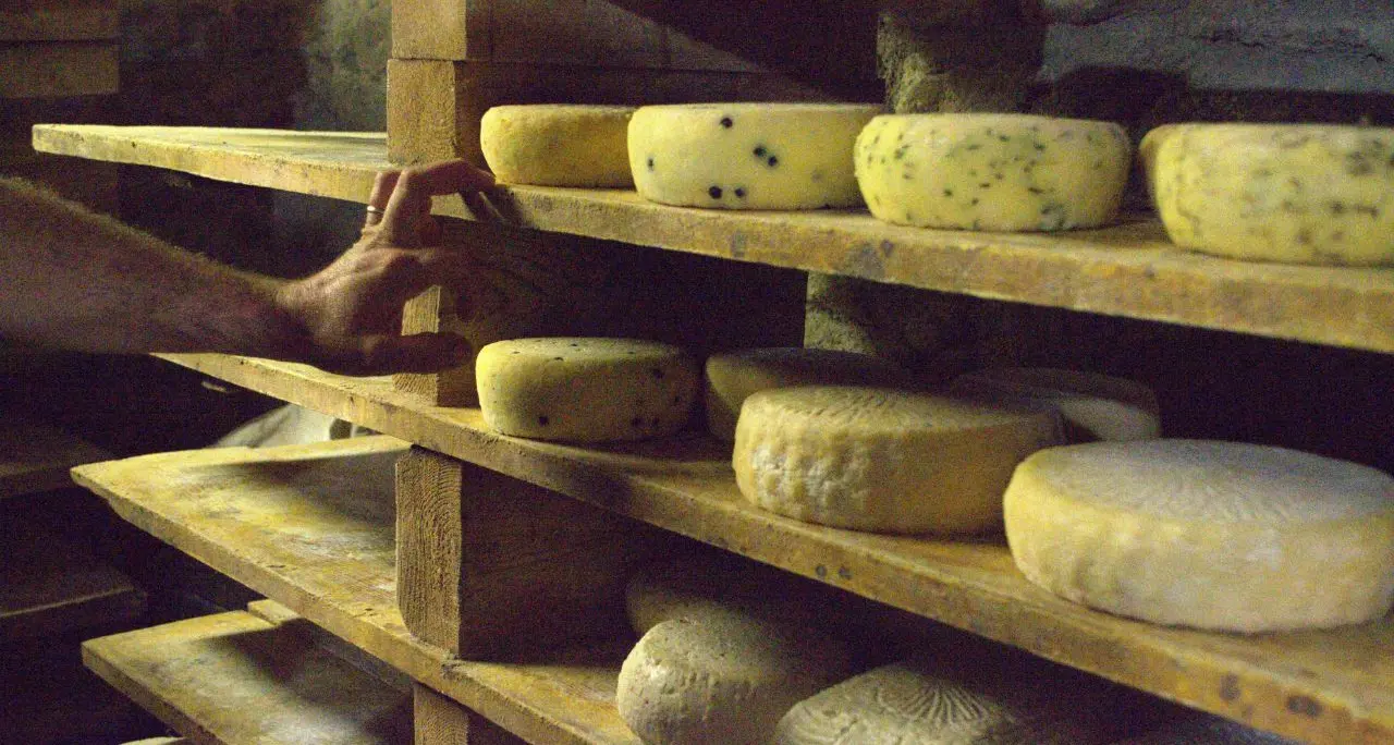 L’ossessione della ’ndrangheta per le mozzarelle: il blitz dei Nas, la bustarella al bar e il formaggio \"resuscitato\"\n