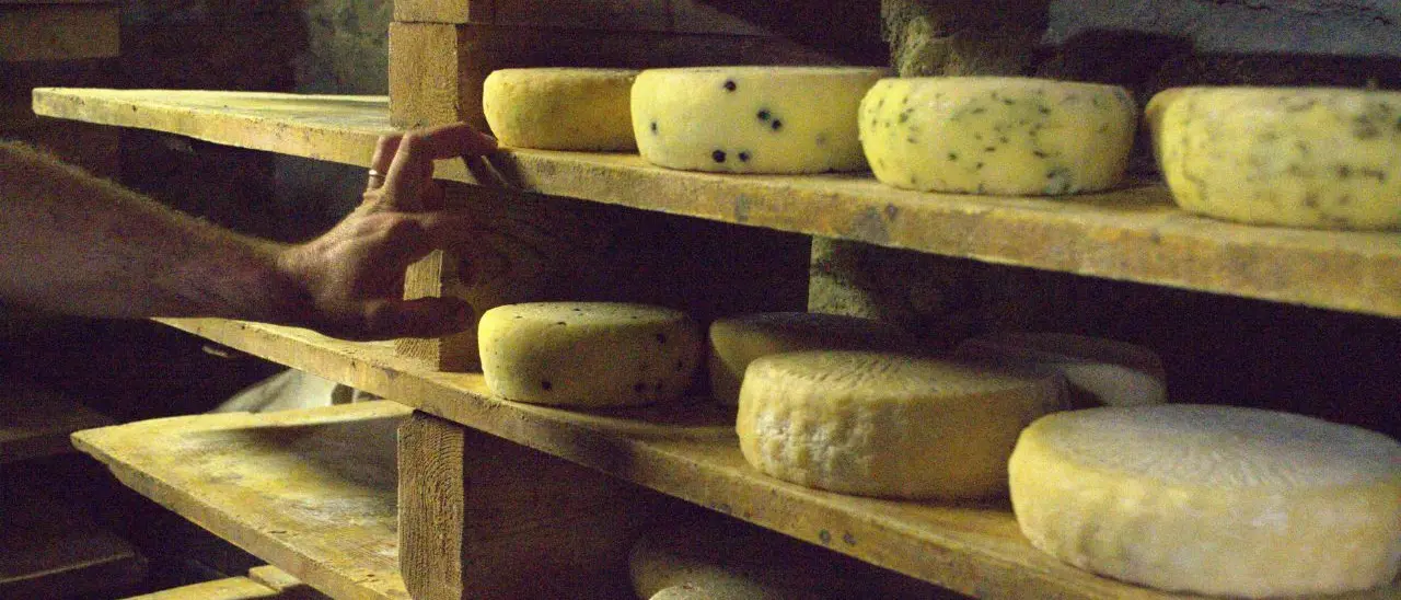 L’ossessione della ’ndrangheta per le mozzarelle: il blitz dei Nas, la bustarella al bar e il formaggio \"resuscitato\"\n