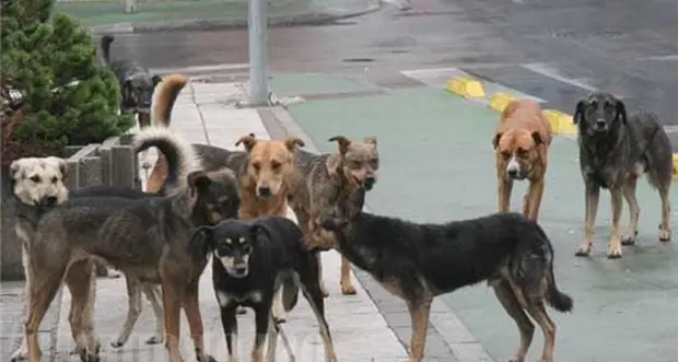 Rende, si potenzia il servizio della cattura dei cani randagi\n