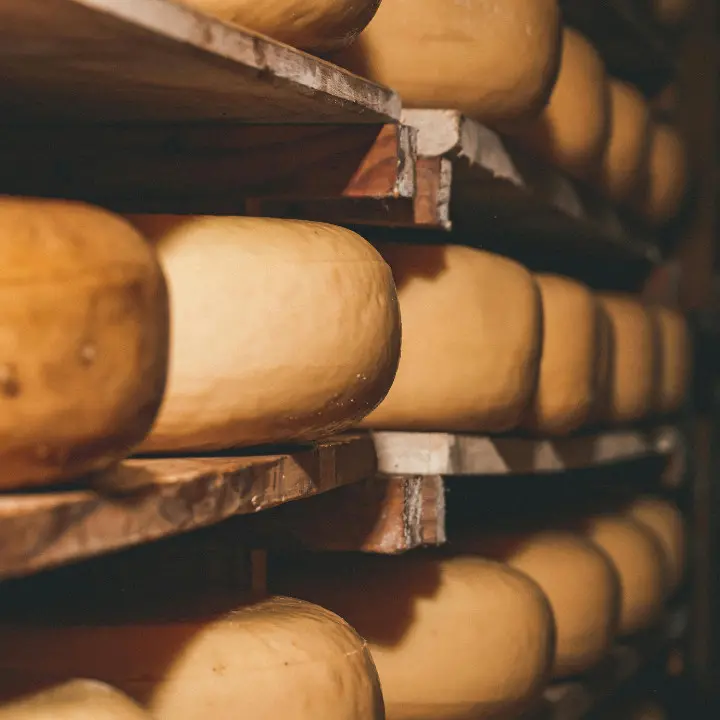<p>L’ossessione della ’ndrangheta per il formaggio: oltre tre tonnellate da distruggere nascoste nel Vibonese dopo il blitz dei Nas</p>