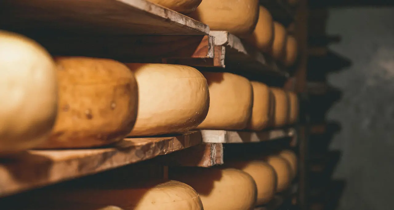 <p>L’ossessione della ’ndrangheta per il formaggio: oltre <span style=\"color:hsl(0, 75%, 60%);\">tre tonnellate da distruggere nascoste nel Vibonese</span> dopo il blitz dei Nas</p>