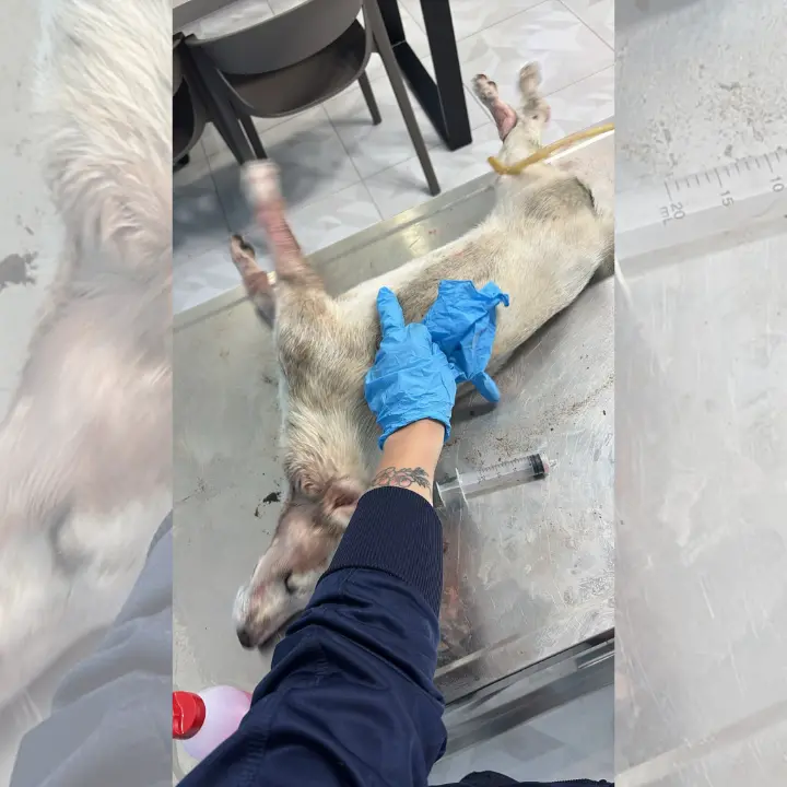 Filandari, un altro cane morto: Argo denuncia cinque animali uccisi in pochi giorni e lancia l’allarme sul pericolo dei veleni\n