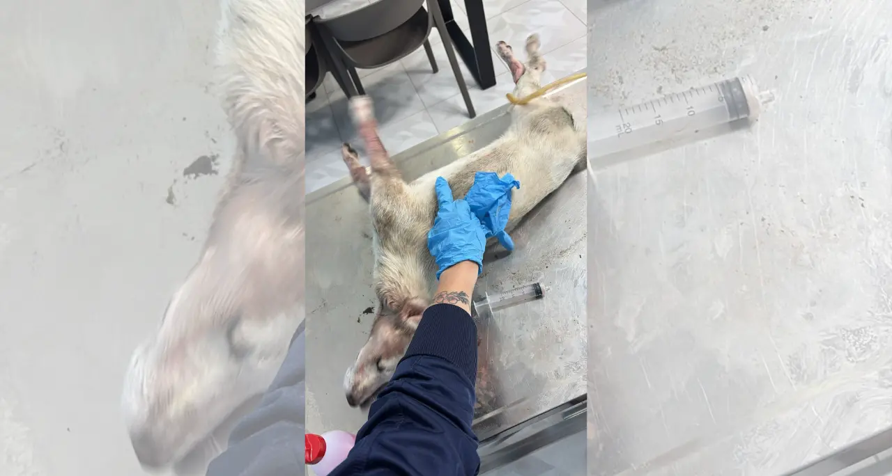 Filandari, un altro cane morto: Argo denuncia cinque animali uccisi in pochi giorni e lancia l’allarme sul pericolo dei veleni\n